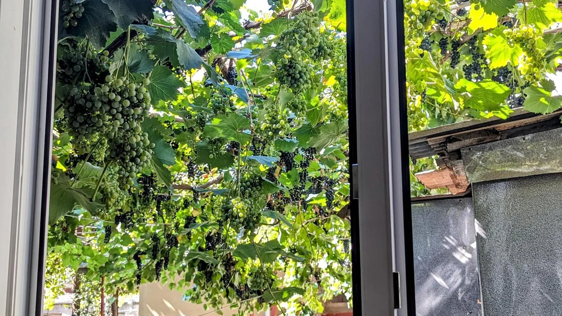 Green Corner تبليسي